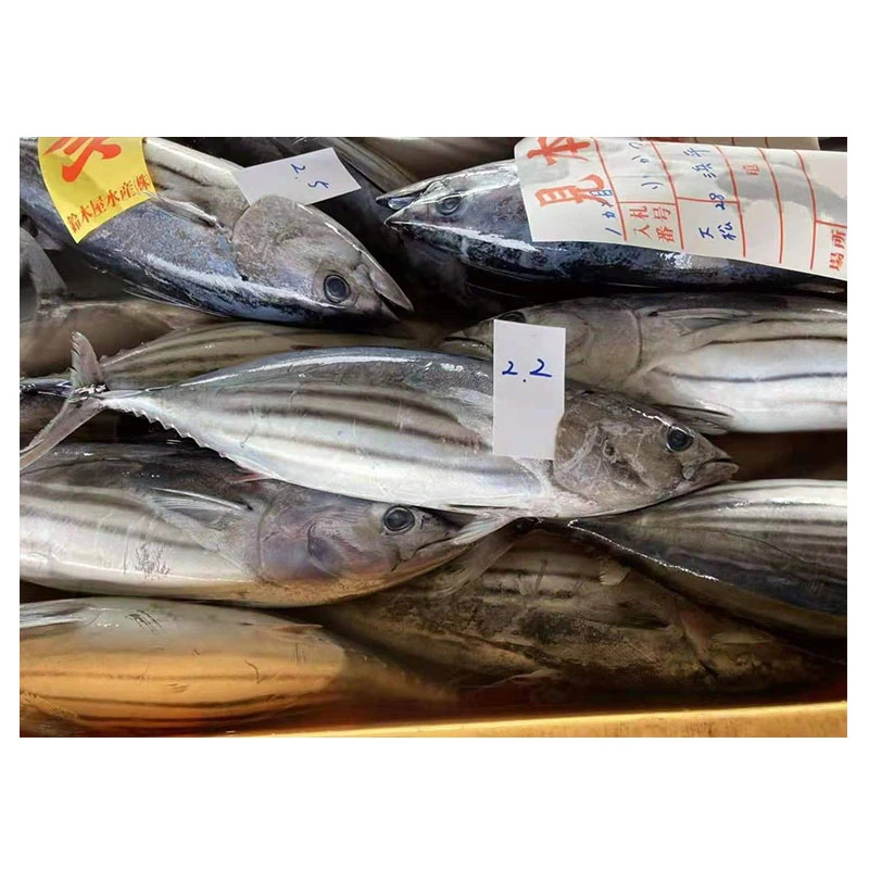 Whole Round Skipjack Tuna Japan Origin 2kg up Frozen Skipjack