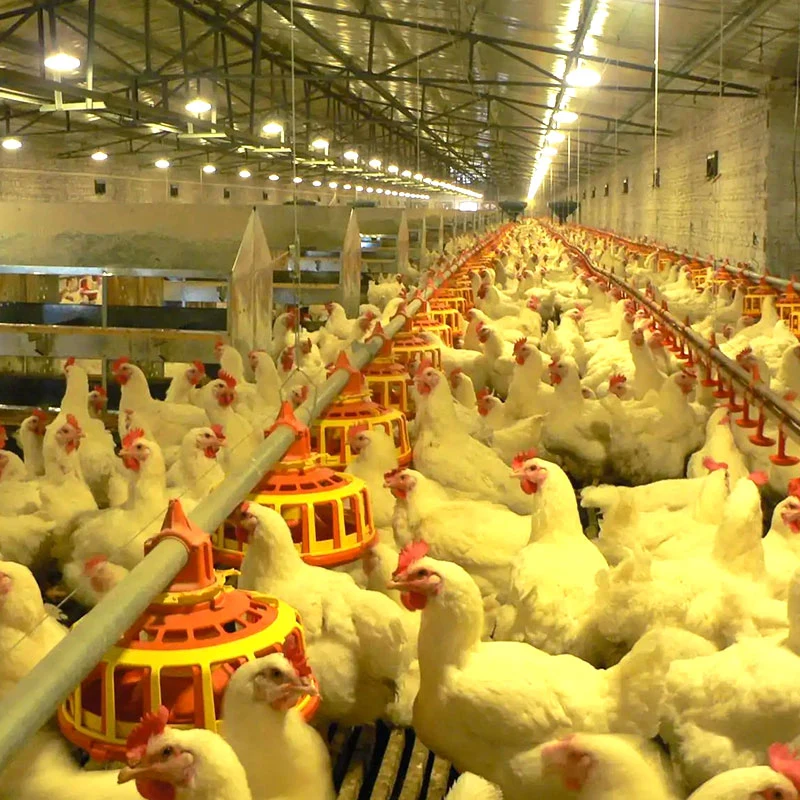 Chicken Broiler/Layer Poultry Farm Equipment with Automatic Feeding/Drinking Equipment /Heating/Cooling/Exhaust System Used for Chicken/Duck/Goose