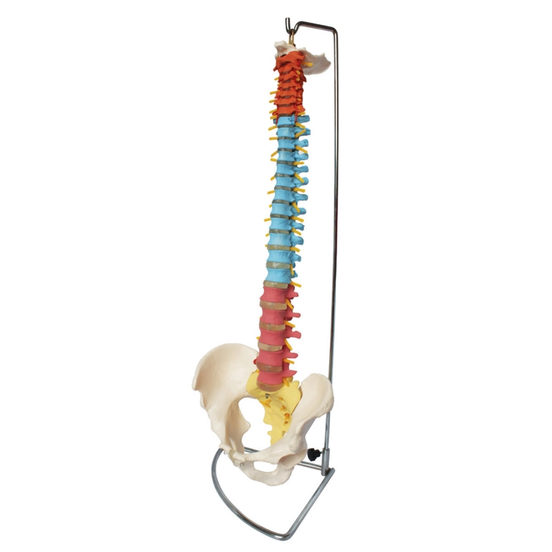 Didactic Vertebral Column Anatomical Spine Model