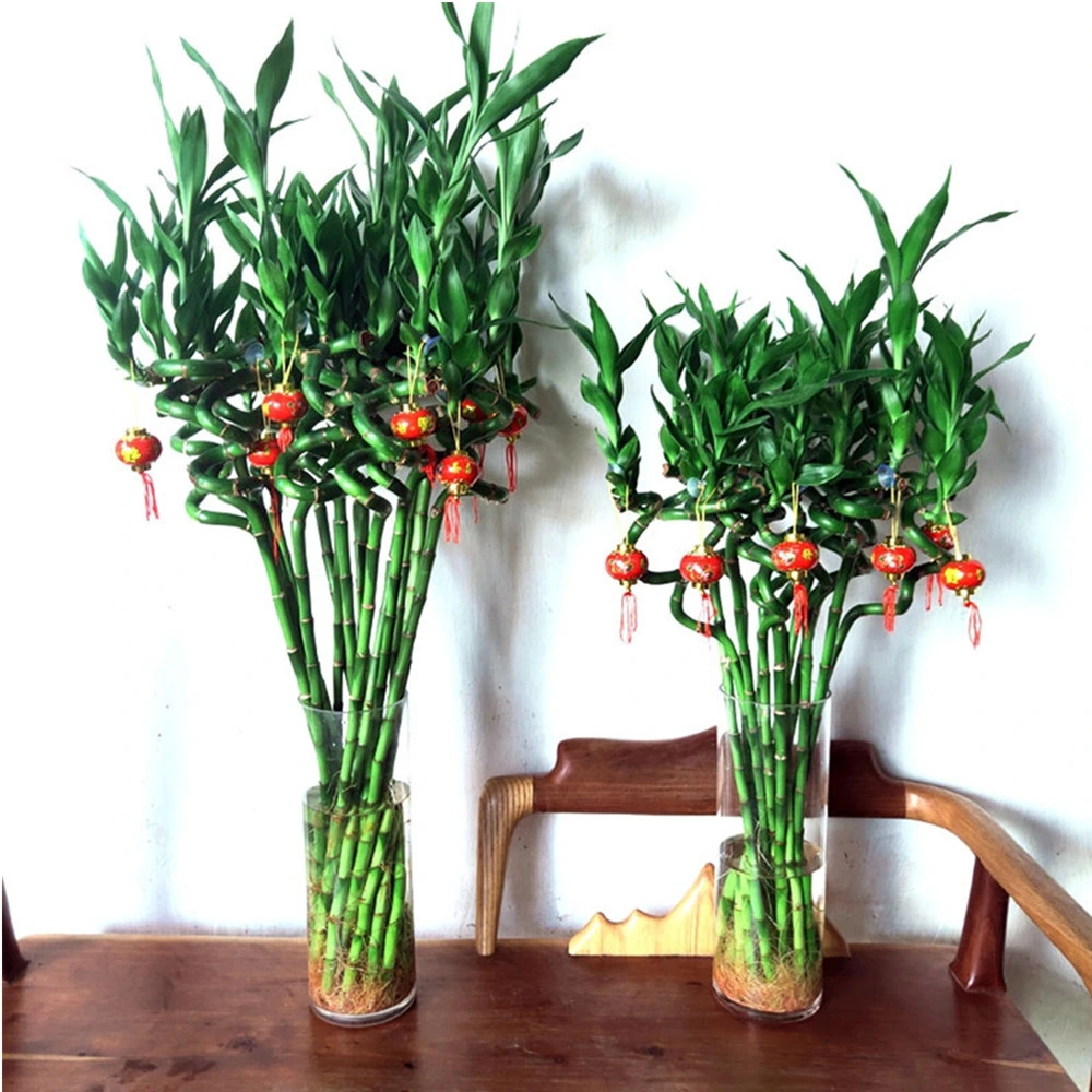 High Quality spiral Lucky Bamboo Live Plant Artificial Flower Wholesale