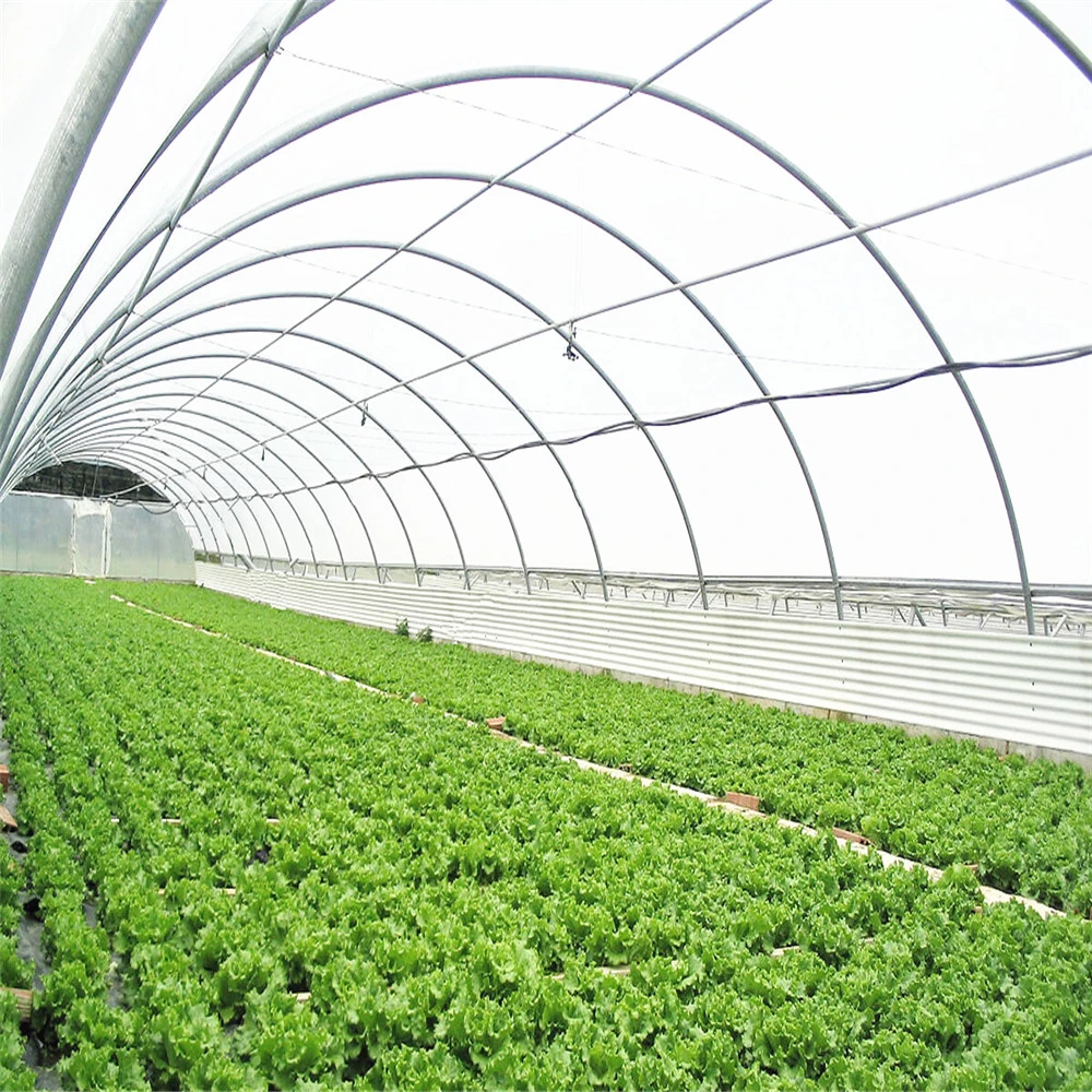 Professional Exporter of Tunnel Greenhouse with Single/Double Layer Film for Strawberry/Tomato/Cucumber/Pepper in China