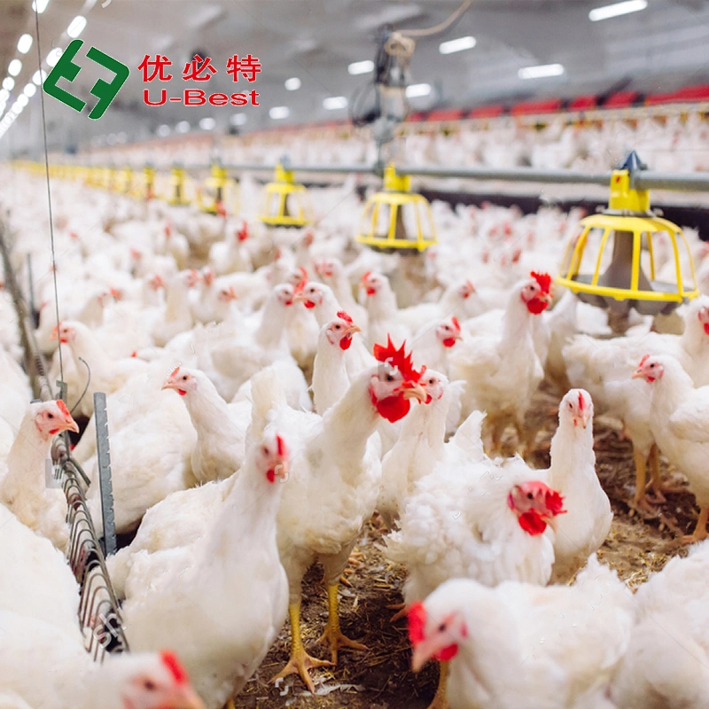 Good Price Broiler Chicken Automatic Feeding and Drinking System for Poultry Farm