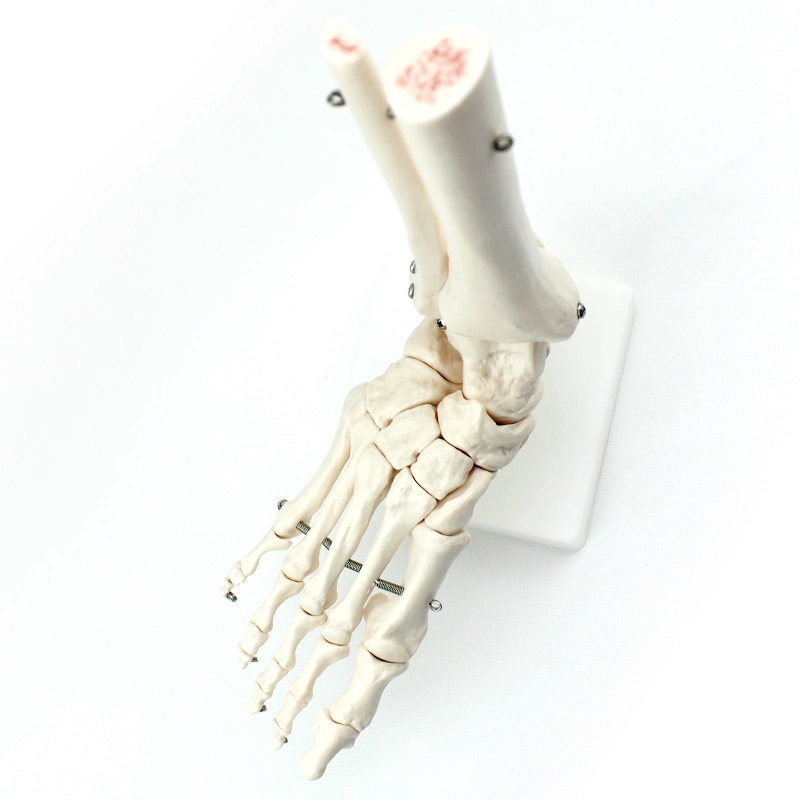 High Reproduction and Accuracy Medical Teaching Models Human Teaching Skeleton Foot Bone with Natural Size of PVC