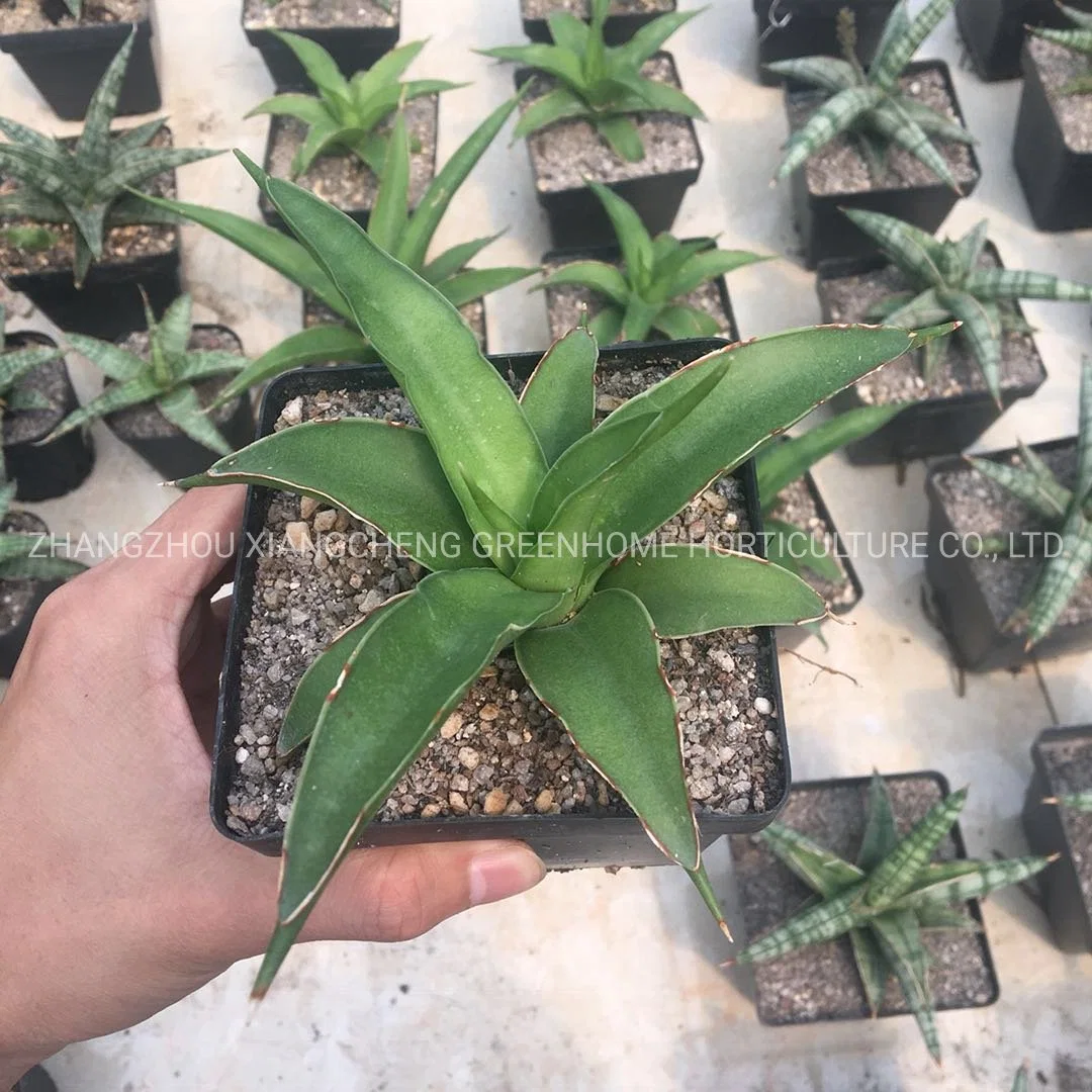 Sansevieria Green Banana Snake Plant