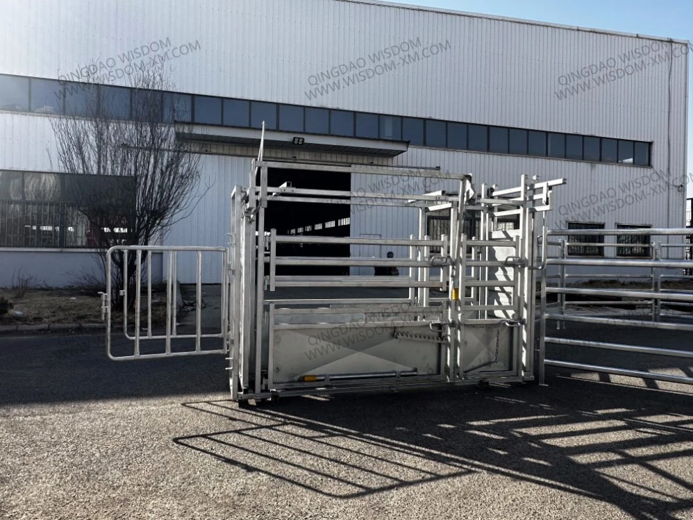 Heiß - Verkauf Verzinkte Rinder Board Creching Cattle Gürtel Wiegen System Handling Tierhaltung Ausrüstung