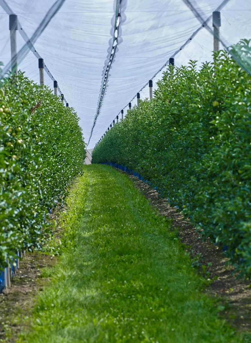 Neto agrícola, la prueba de insectos Net