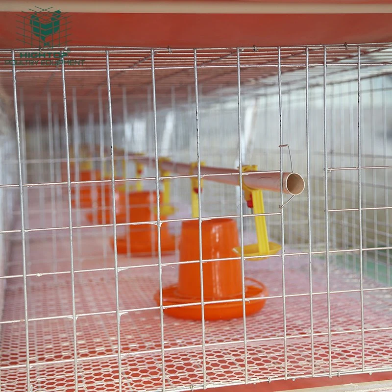 Fournisseur chinois d'équipements pour fermes avicoles, cage à poulets de batterie pour l'élevage de poulets à vendre.