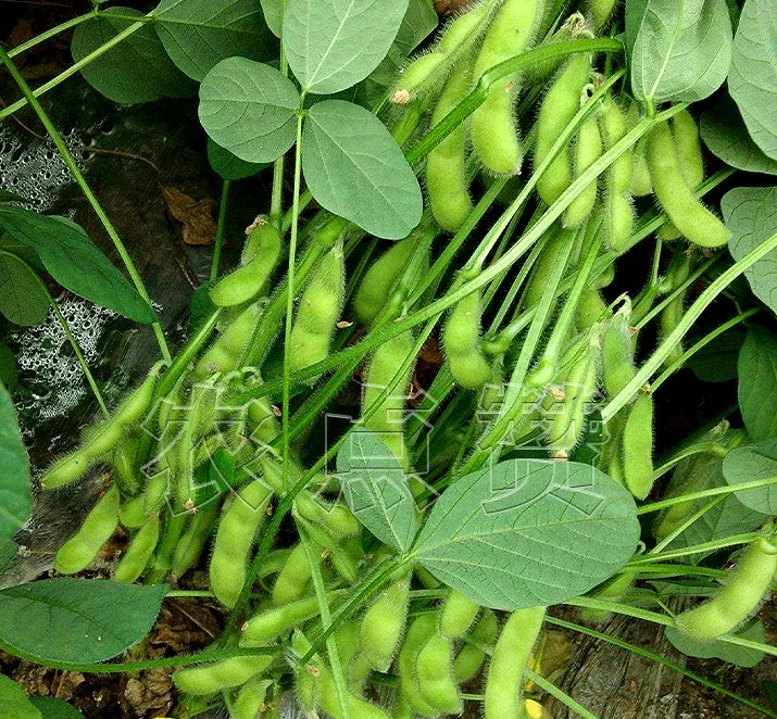 Early Maturing High Yield Beans Soybean Seeds