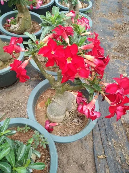 La Planta Real Venta caliente Desert Rose