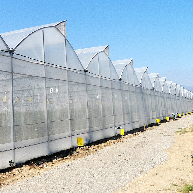 Arch Type Steel Structure Poly Film/PC Sheet Covered Greenhouse for Vegetables/Flowers/Fruits