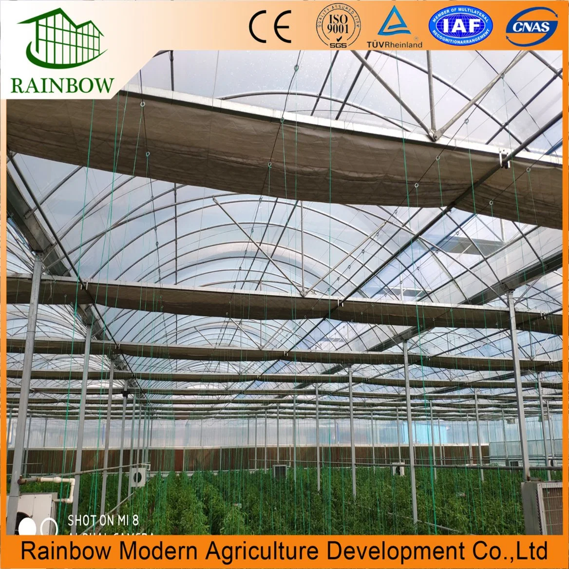 China Modern Agriculture Greenhouse Hydroponic System