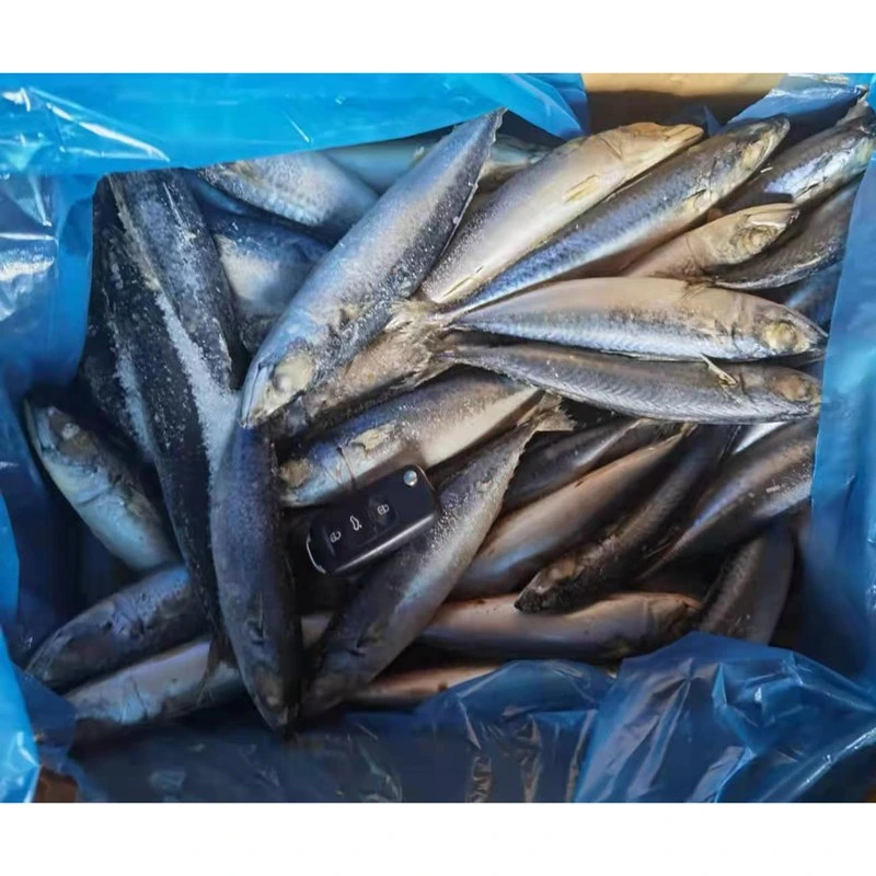 New Landing Frozen Pacific Mackerel Fish 100-150 غ