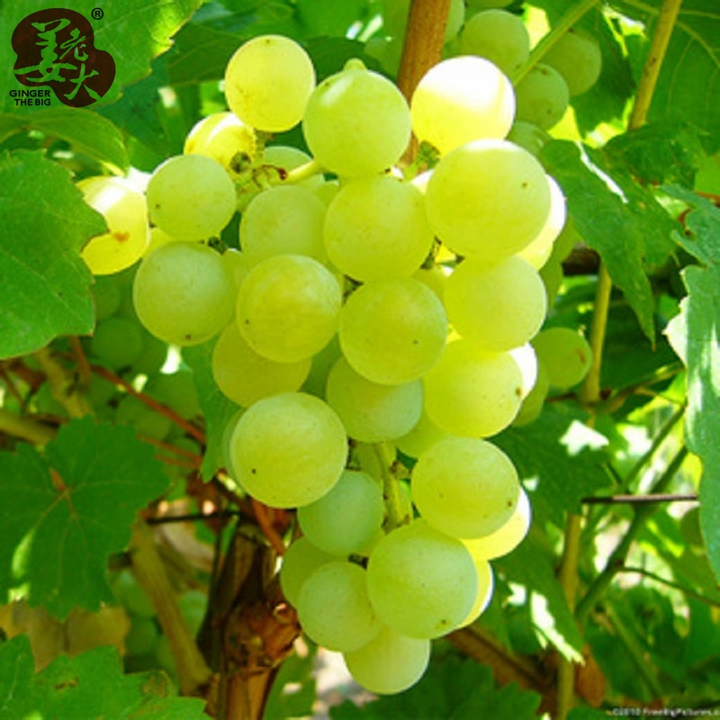 Fresh Seedless Green Grape Xinjiang Grape Gansu Grape