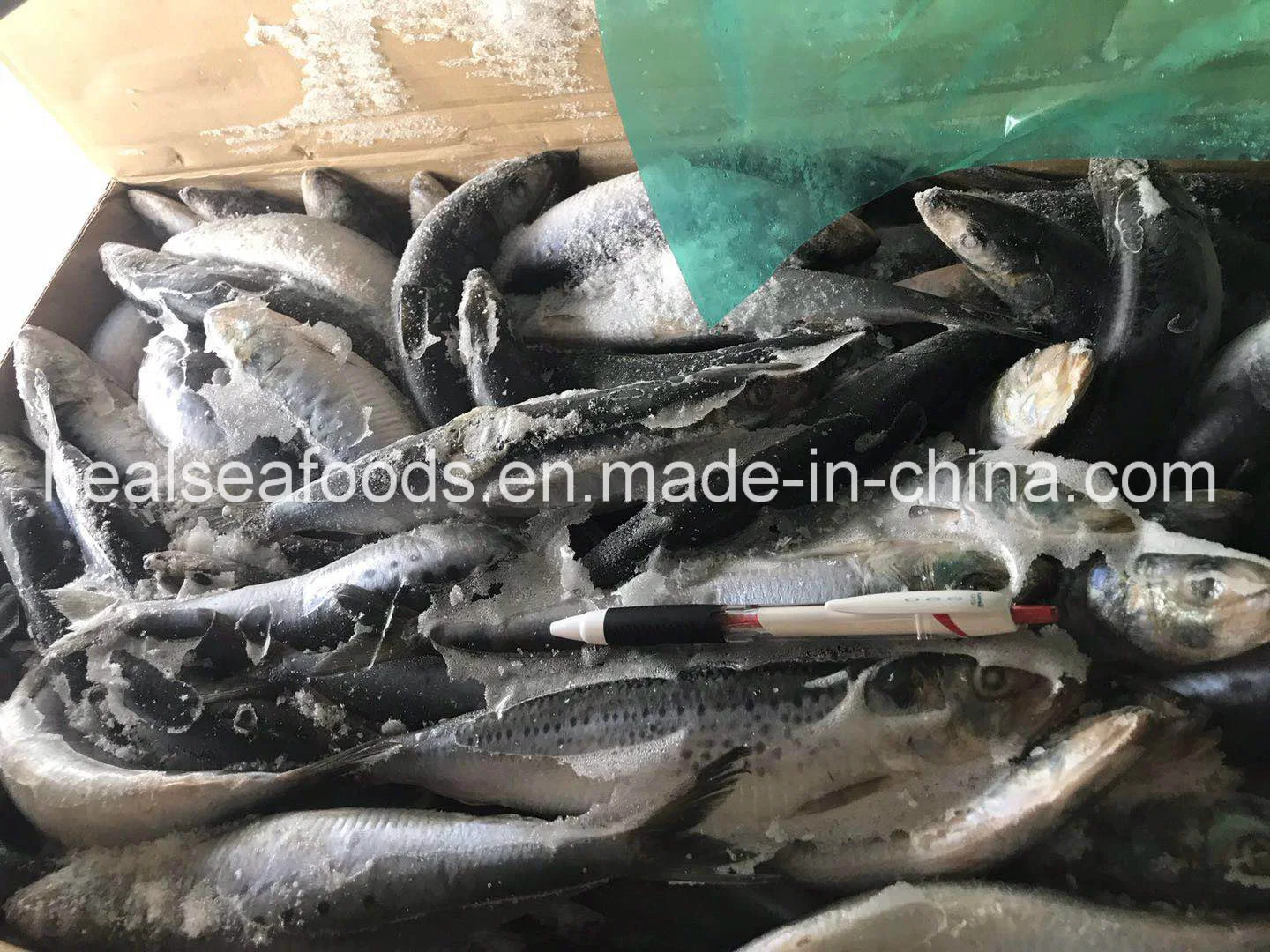 Frozen Spotted Sardine with Rich Fat Content Origin in Japan