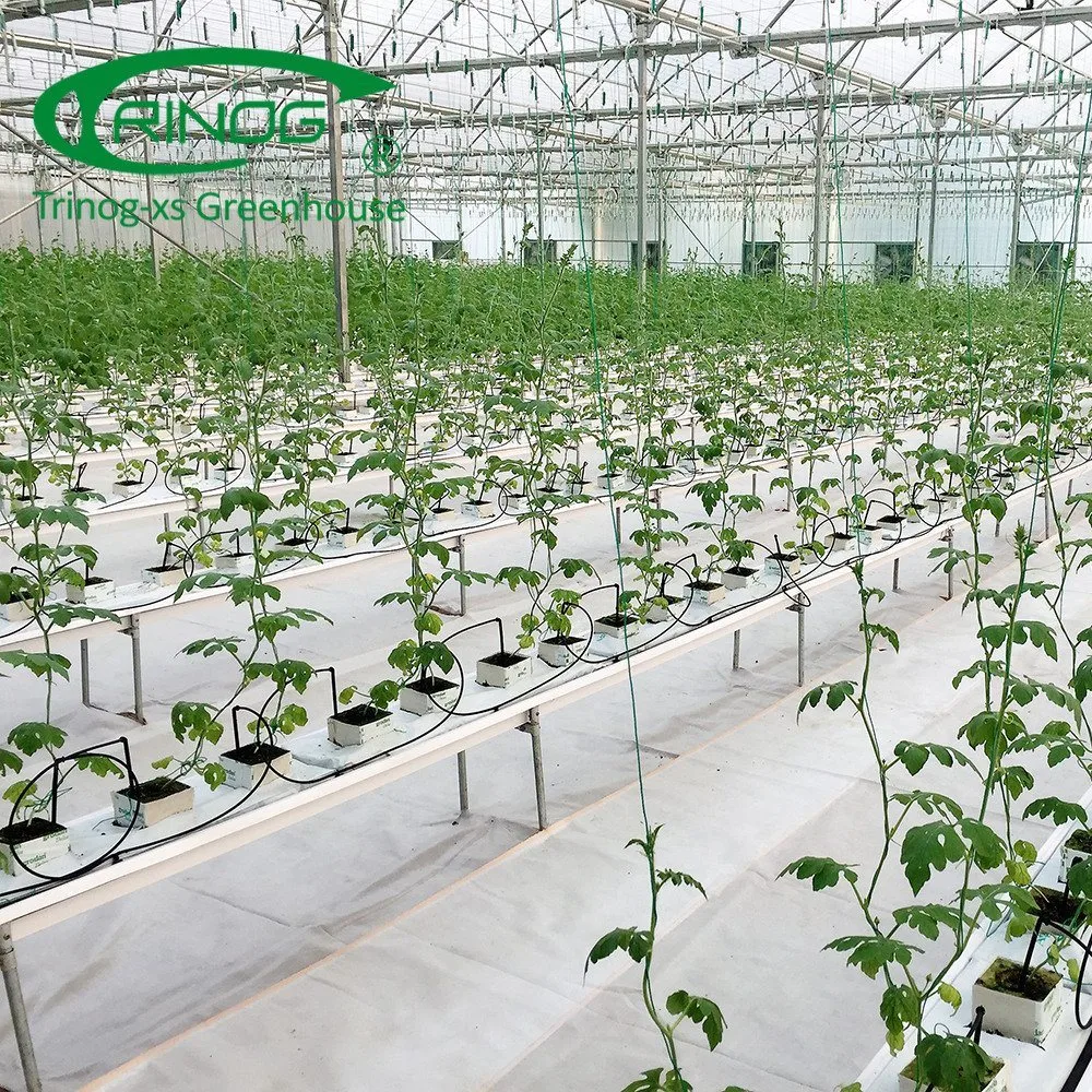 Professional Multi-Span Plastic Cultivation Hydroponics System Film Tunnel Greenhouse for Vegetables