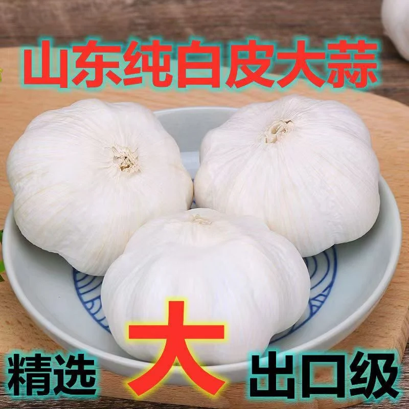 Top Quality Normal/Pure White Garlic