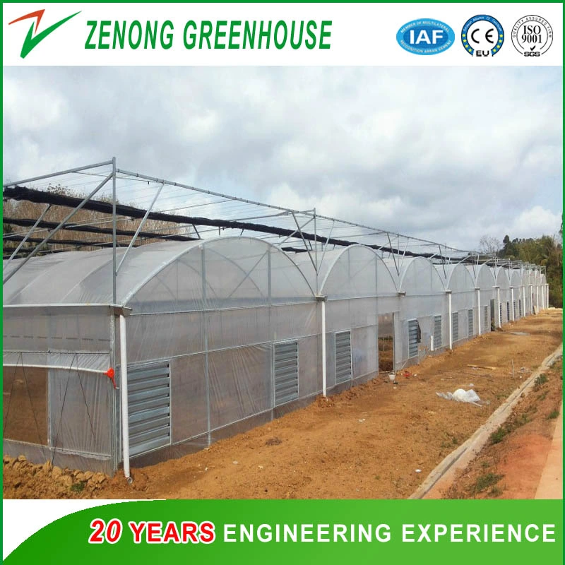 Commercial Greenhouse Film Greenhouse with Automatic System for Planting Tomota, Cucumber, Lettuce