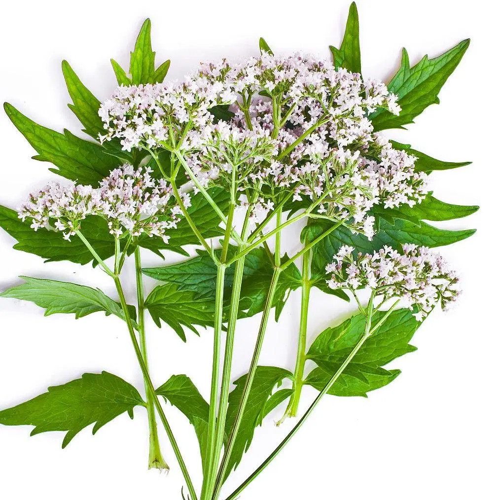 Chinese Herb Raw Material Valeriana Officinalis Dried Valerian Root