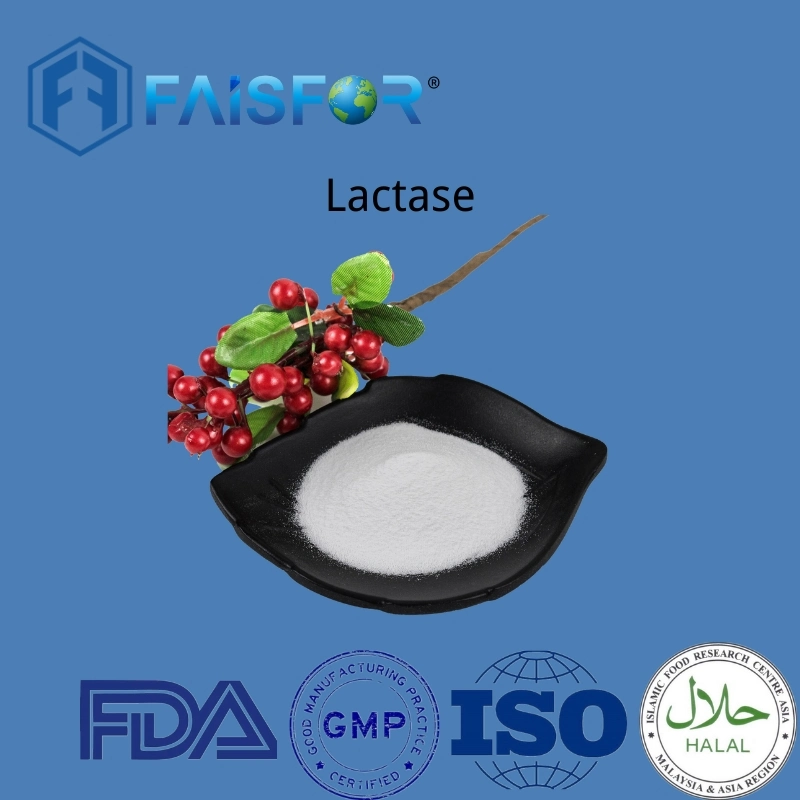 Hot Selling Enzyme Lactase with Best Price From China