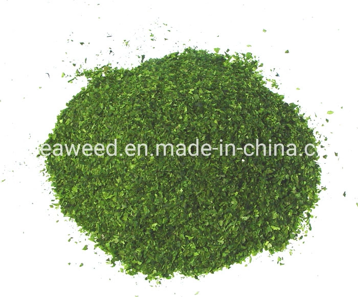 High quality/High cost performance  Sea Vegetable Dried Seaweed Alga Ulva Green Nori Chips