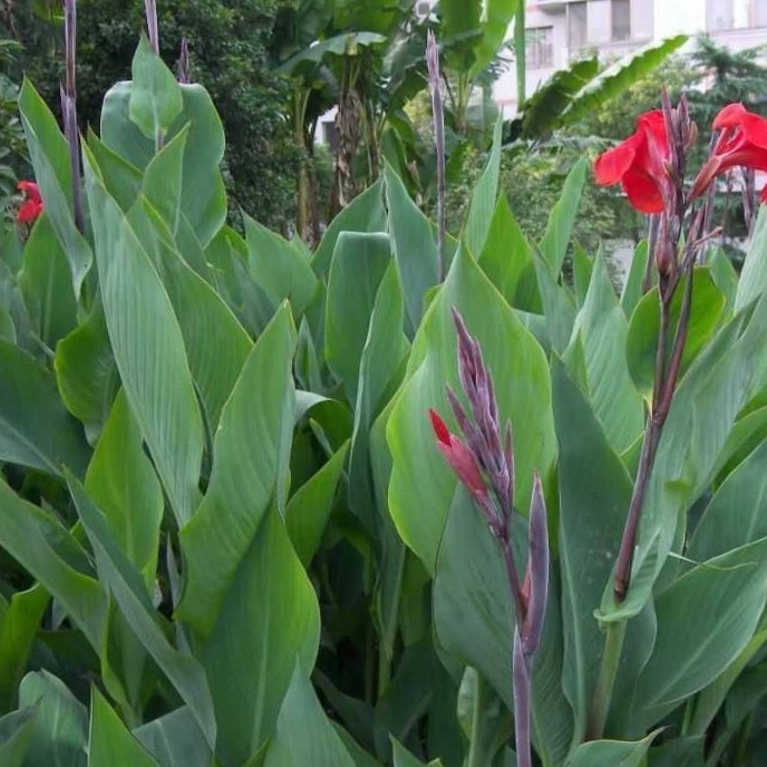 Canna Indica Real Plants