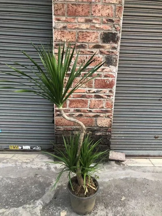 Dracaena Vand, arbre de sang de dragon. Ex L. plante réelle extérieure Bonsai en forme de S.