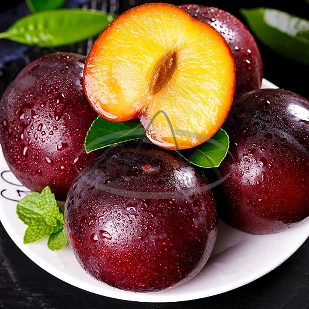 Délicieux et juteux fruits frais Plum de Chine