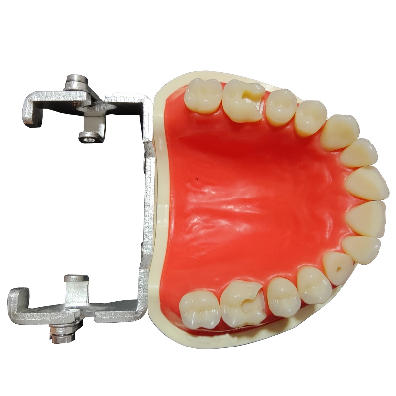 De bonne qualité de l'enseignement dentaire modèle standard de la marque dynamique amovible