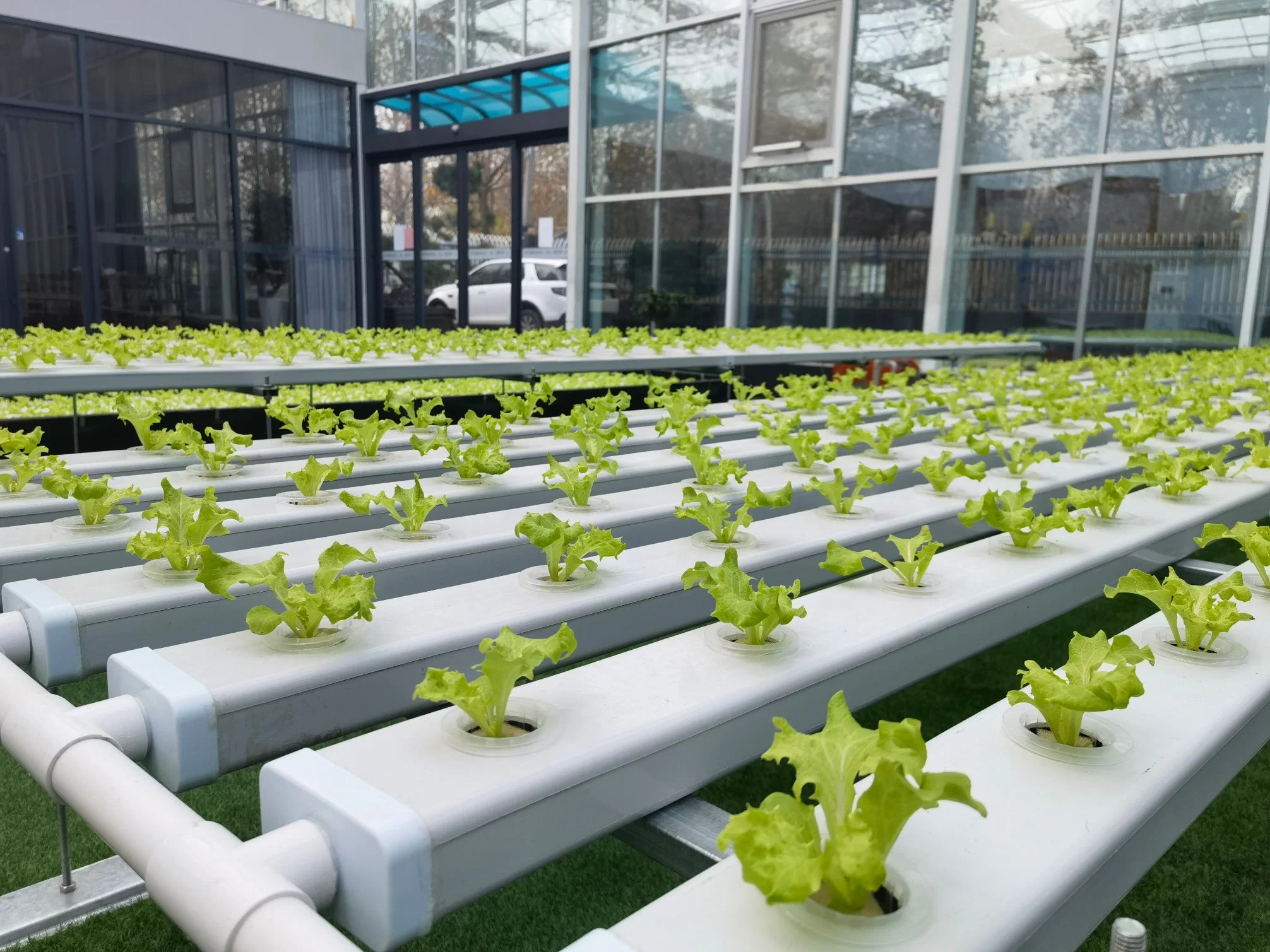 Hydroponics System Greenhouse Plants Hydroponic Plants