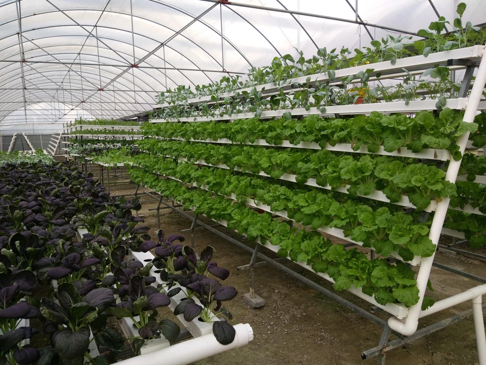 Vertical a Frame Hydroponic alface Growing NFT System PVC hydroponic NFT calha sistema de plantação de legumes de folha de 100X50 mm
