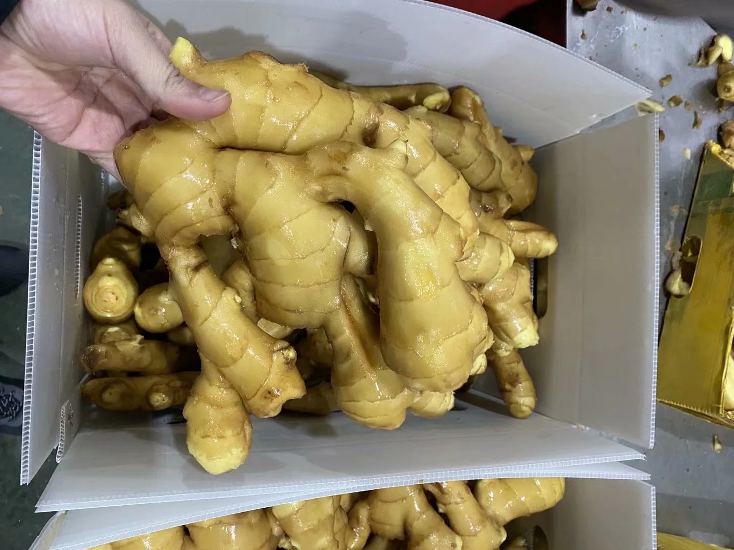 Hot Sales Chinese Fresh Spicy Ginger for European Market