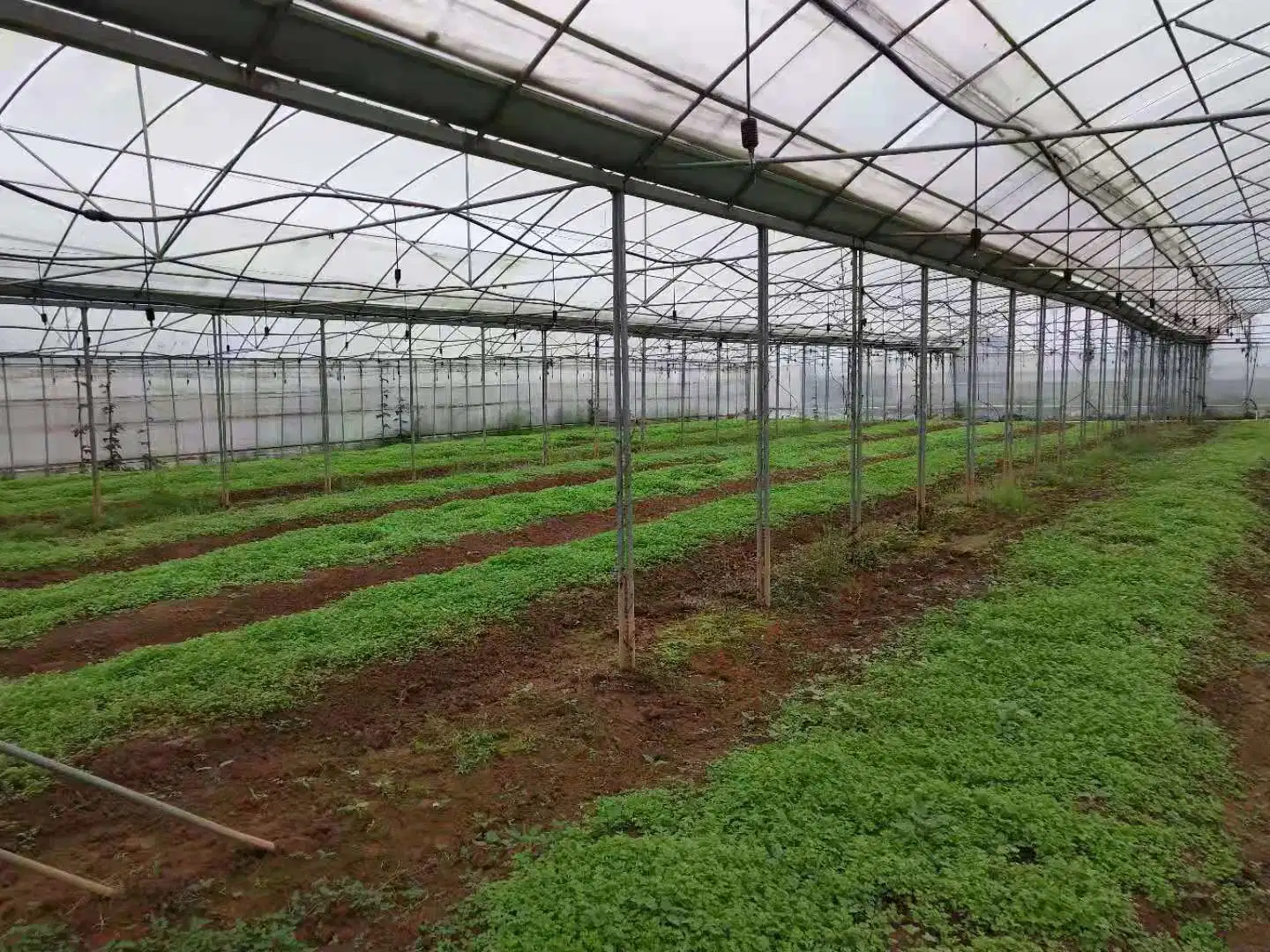 100% naturales de la papaína Papaya