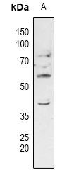 Ergic3 Polyclonal Antibody