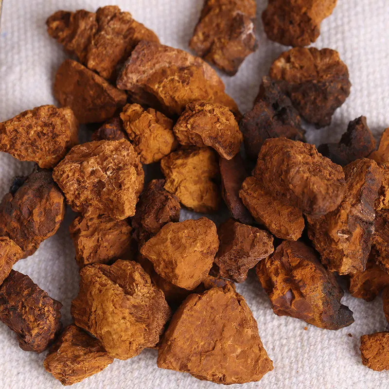 Suprême Inonotus sec Obliquus Chaga Champignons séchés Chaga ensemble