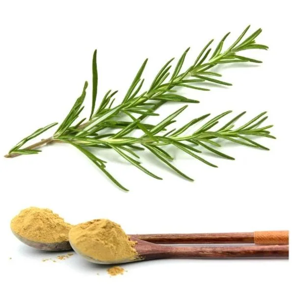 Healthy Herbal Extract Rosemary Extract Natural Antioxidant Ursolic Acid Rosemary Essential Oil Rosemary Extract