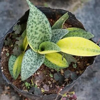 Amarillo Variegata Drimiopsis Bonsai decorativos