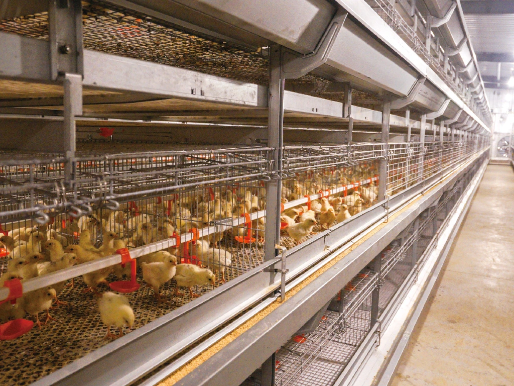 Cages de la couche de volaille agricole/cage de poulet de la ferme de volaille