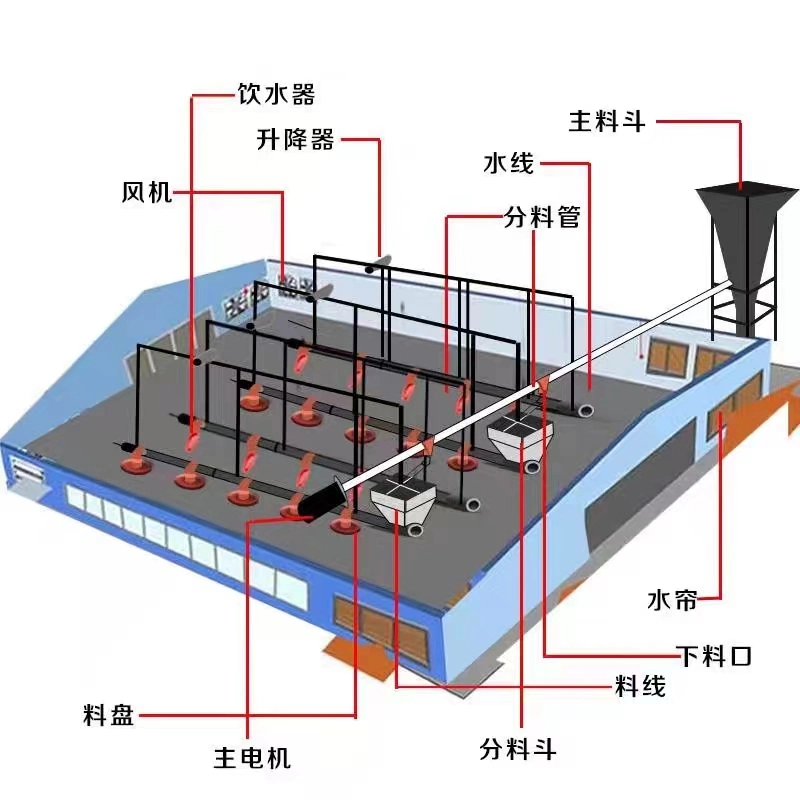 Fabricante chinês avícula Farm Automatic Floor feeding System para Broiler