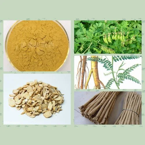 Top Quality Astragalus Extract / Astrangaloside