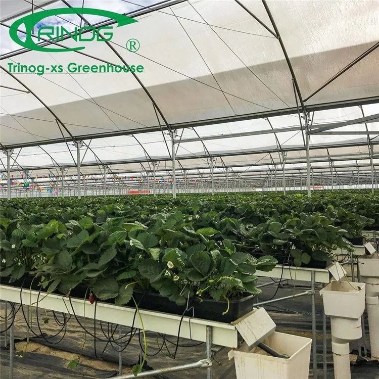 Factory Price Big Size Galvanized Steel Pipe Agricultural Multi-span Film Greenhouse with Good Quality