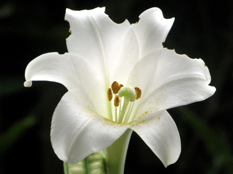 Lilium Formolongi Seeds Longiflorum Seeds Sell Easter Lily