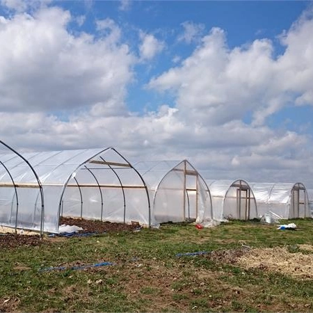 Agricultural Plants Tunnel Hydroponic Growing Systems Tomato Greenhouse