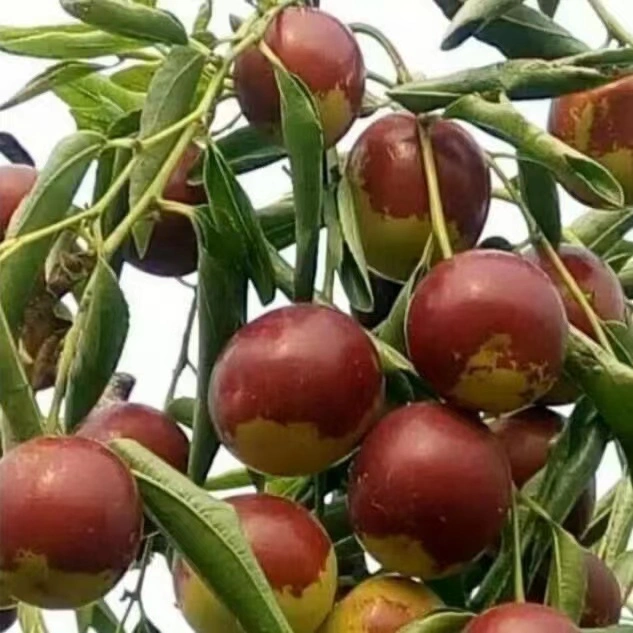 Hochwertige Chinesische Spezielle Frische Früchte Jujube / Frisch Süße Dongzao Daten