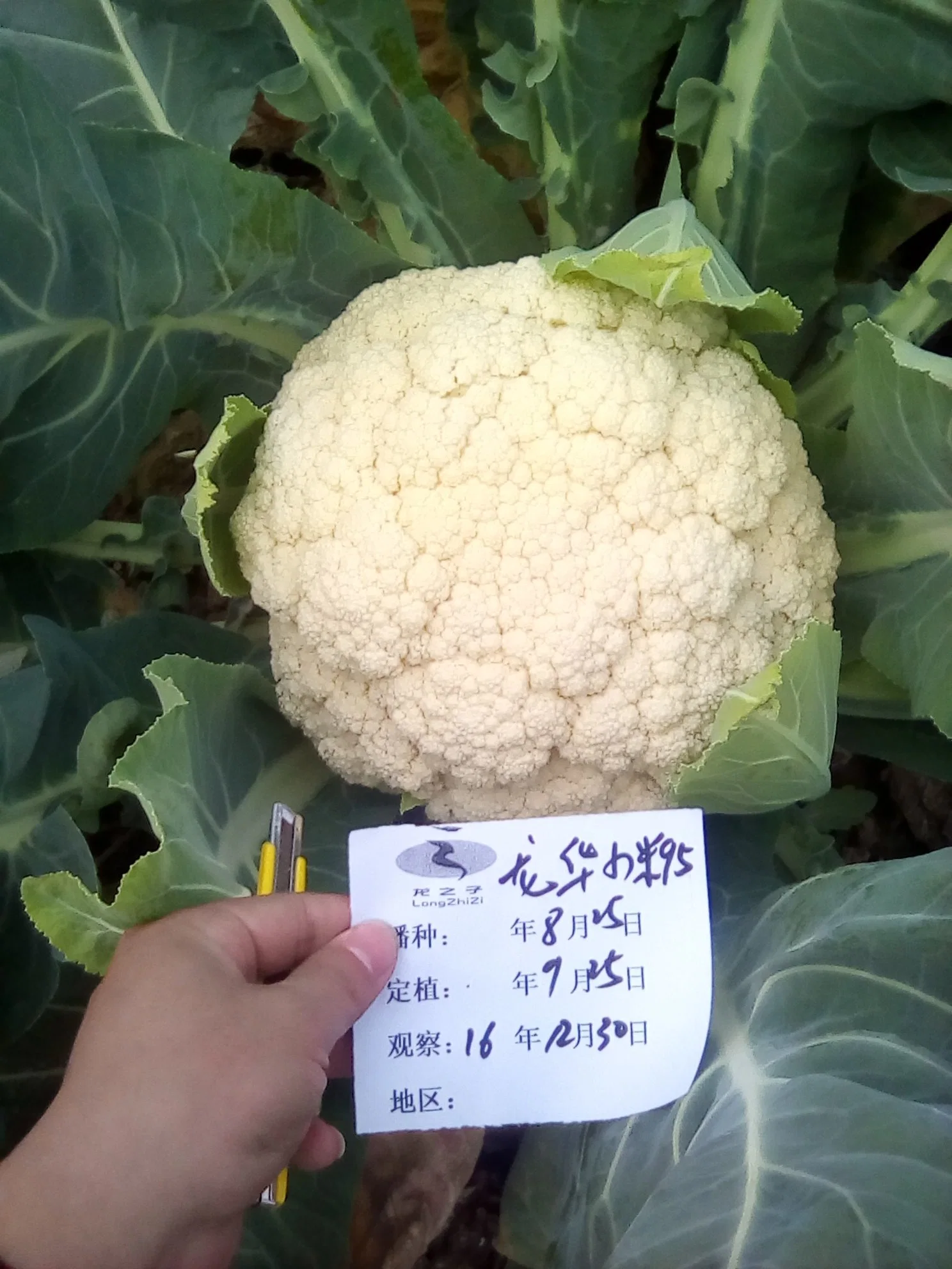 Madurez tardía enfermedad de dureza fría resistencia White Cauliflower semillas para Plantación