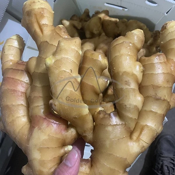 Top Quality Big Size Laiwu Fresh Ginger Wholesale/Supplier Price