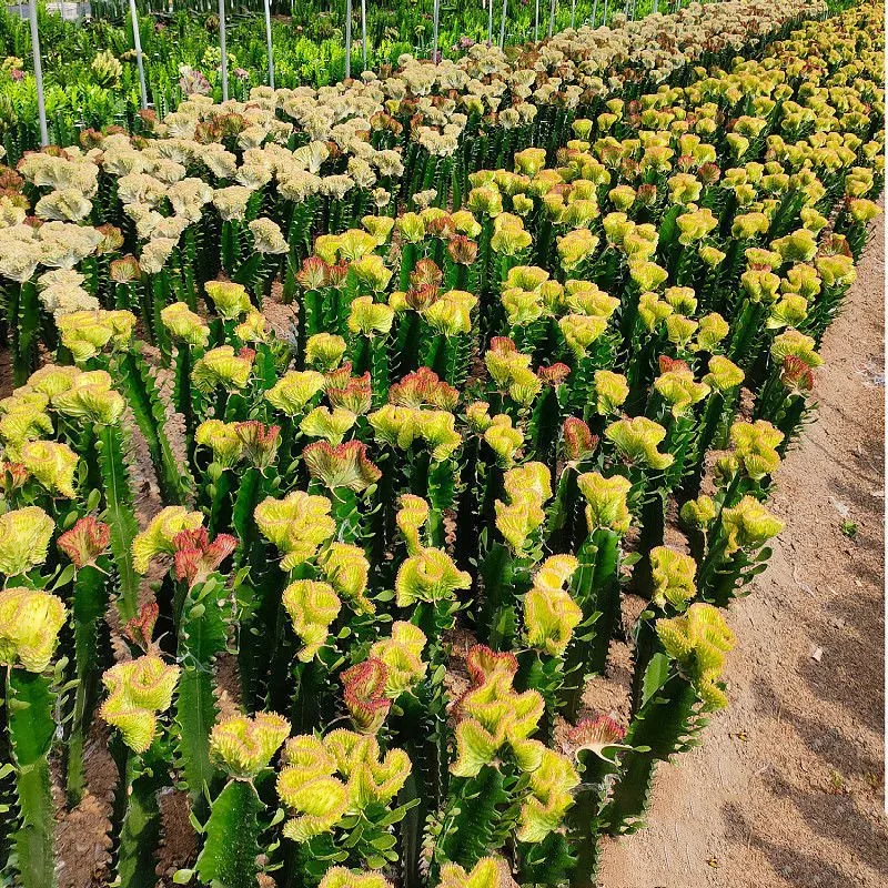 Cactus Extract Cleistocactus Winteri F. Cristatus Cactus Plant for Home Decor Indoor Wholesale/Supplier