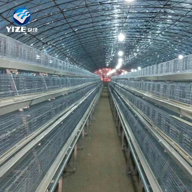 Capa de jaula de pollo con sistema automático de alimentación de la granja avícola