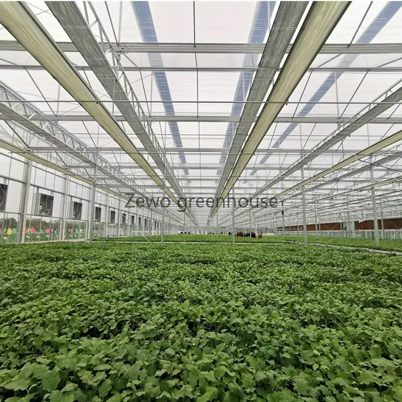 Advanced Multi-Span Plastic Film Greenhouse for Tomatoes/Cucumber/Peppers/Eggplant/Strawberry Hydroponic Growing System