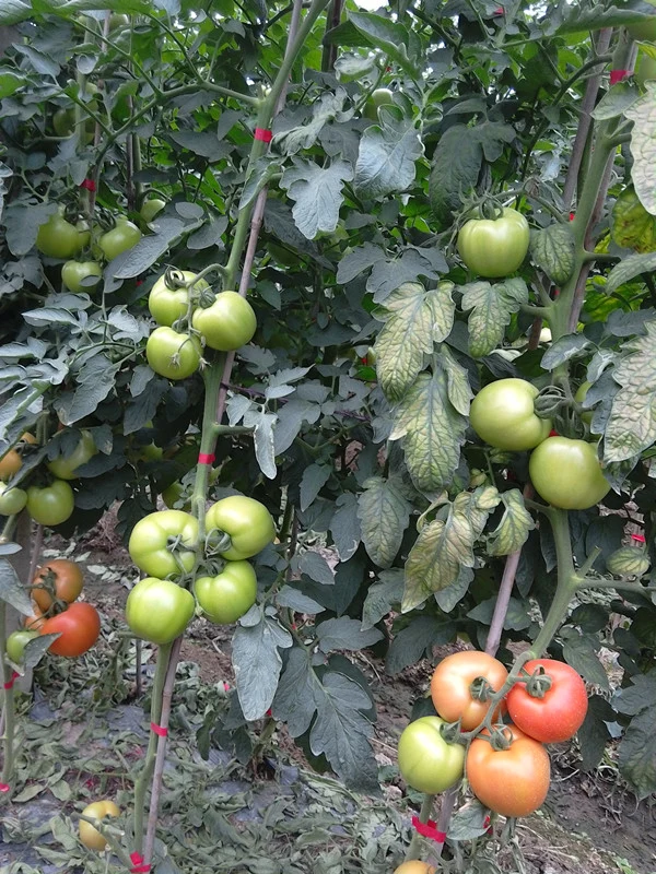 Unlimited Growth Big Red Tomato Seeds Vegetable Seeds for Sowing