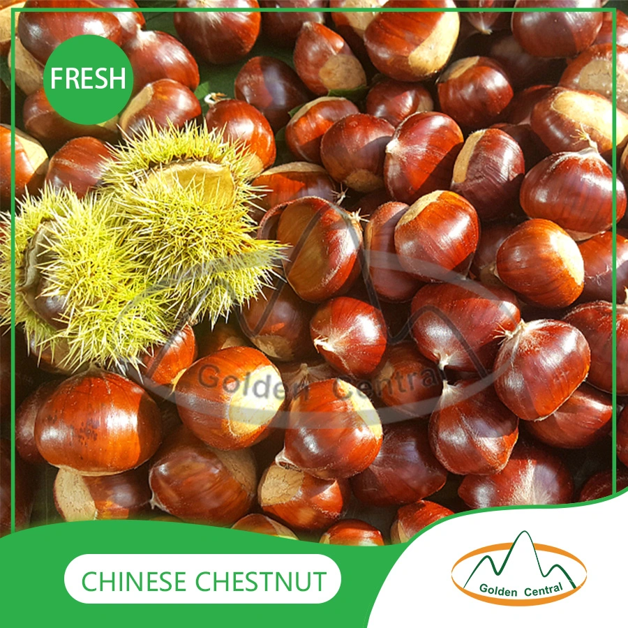 Atacado Rosasted Chestnuts Pacote individual Chestnuts kernels